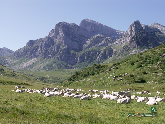 2 - Mucche al pascolo a Pian Marchisio. Sullo sfondo, al centro, Cima delle Saline (2005)
