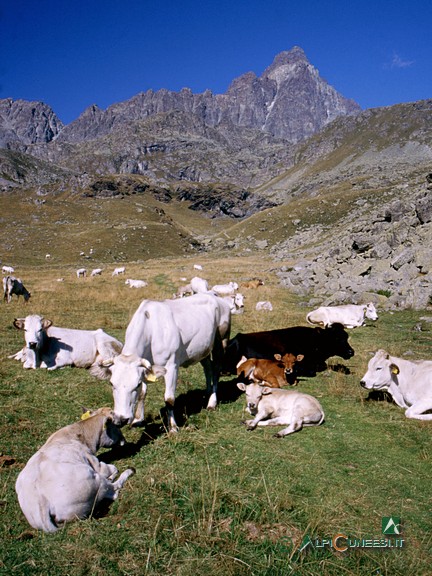 4 - Mucche al pascolo sul pianoro pascolivo che si incontra poco prima del Rifugio Alpetto. Sullo sfondo, il Monviso (2003)
