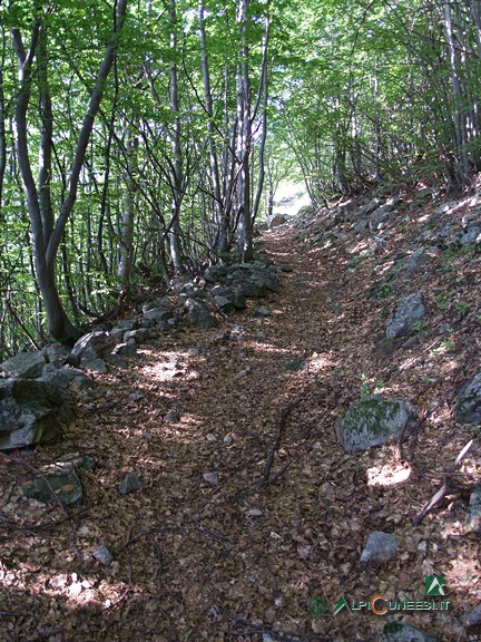 1 - Il tratto iniziale del sentiero, nel bosco di latifoglie (2008)