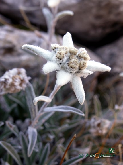 2 - Stella alpina (<i>Leontopodium alpinum</i>) (2006)