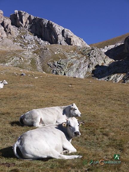 14 - Mucche a Pian dell'Olio; in alto a destra il passaggio che adduce al Bocchino dell'Aseo (2006)