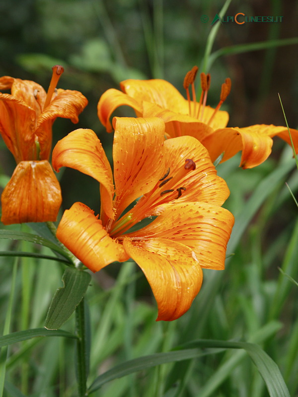 Valle Pesio: giglio di San Giovanni (Lilium bulbiferum) (2005)