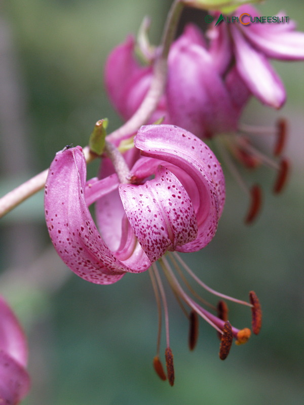 Valle Pesio: giglio martagone (Lilium martagon) (2005)