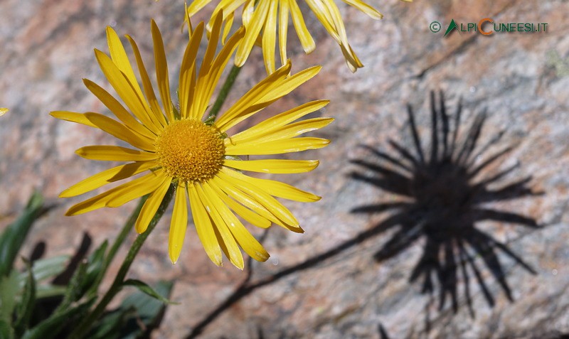 Valle Varaita: doronico (Doronicum grandiflorum) (2007)