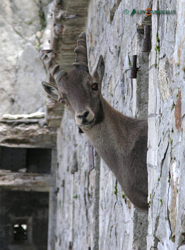 Valle Gesso: stambecco maschio (capra ibex) affacciato alla finestra di una casermetta (2008)