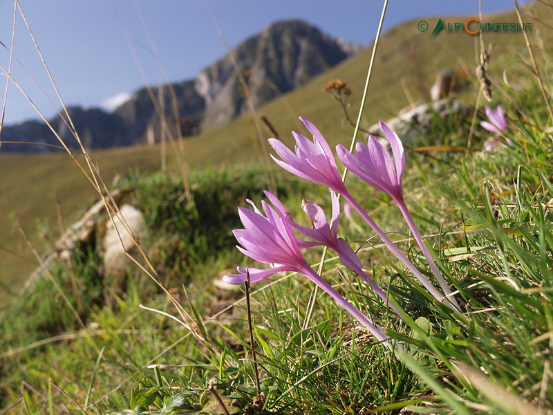 Valle Corsaglia: colchico (Colchicum autumnale) (2009)