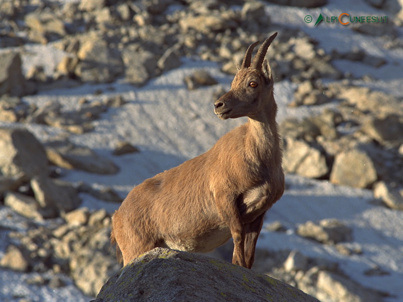 Valle Gesso: femmina di stambecco (Capra ibex) (1990)