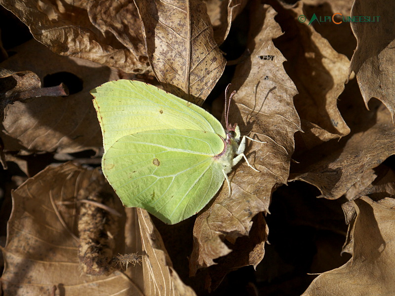 Valle Casotto: farfalla cedronella (Gonepteryx sp.) (2012)