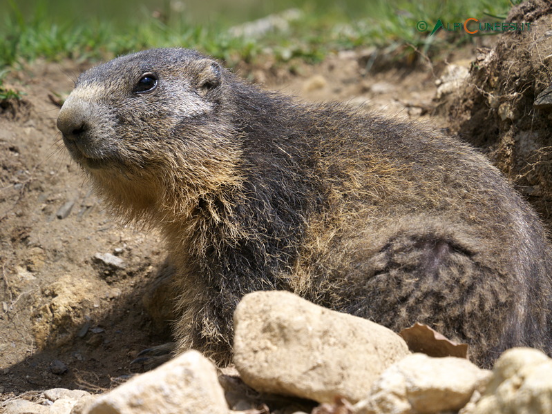 Valle Vermenagna: marmotta (Marmota marmota) (2012)