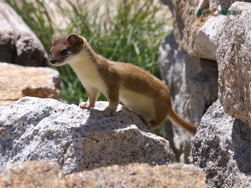 Valle Gesso: ermellino (Mustela erminea) (2012)