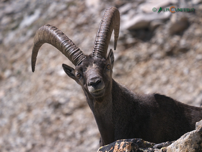 Valle Gesso: stambecco (Capra ibex) maschio adulto (2012)