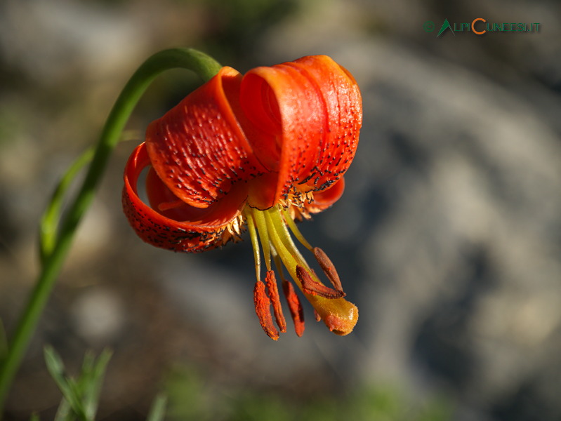 Valle Nervia: giglio a fiocco (Lilium pomponium) (2014)