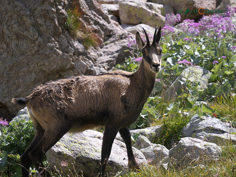 Vallée de la Vesubie: camoscio (Rupicapra rupicapra) (2014)