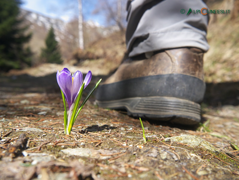 Valle Pesio: la rischiosa vita dei fiori di montagna... (2016)