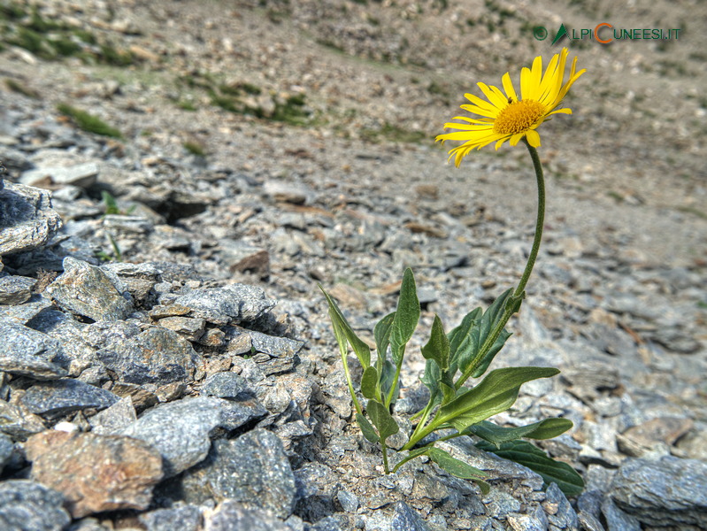 Valle Stura: doronico (Doronicum grandiflorum) al Colle Saboulè (2016)