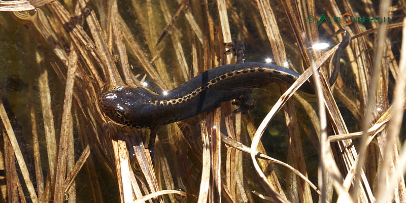 Valle Tanaro: tritone alpino (Mesotriton alpestris apuanus) (2016)