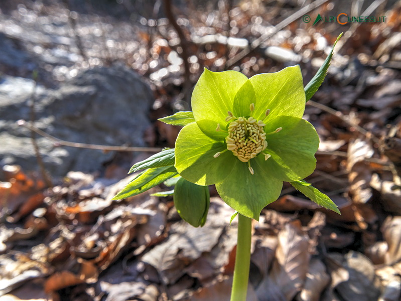 Valle Tanaro: elleboro verde (Helleborus viridis) (2017)