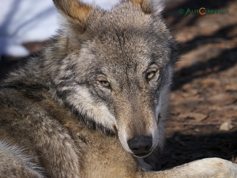 Valle Gesso: lupo (Canis lupus italicus) fotografato in cattività (2018)