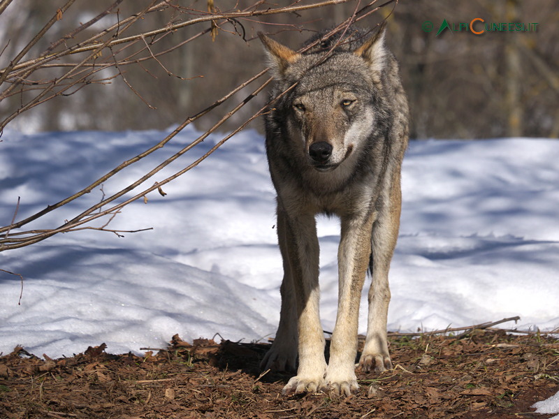 Valle Gesso: lupo (Canis lupus italicus) fotografato in cattività (2018)