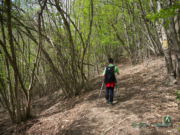 2 - Un tratto a mezzacosta nel bosco (2019)