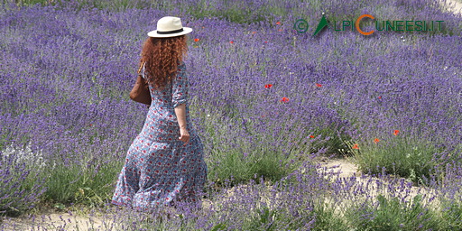 25.02 Il Sentiero della Lavanda: Sale San Giovanni, Pieve di San Giovanni Battista - Boglio - Perontoni - Pieve di San Giovanni Battista