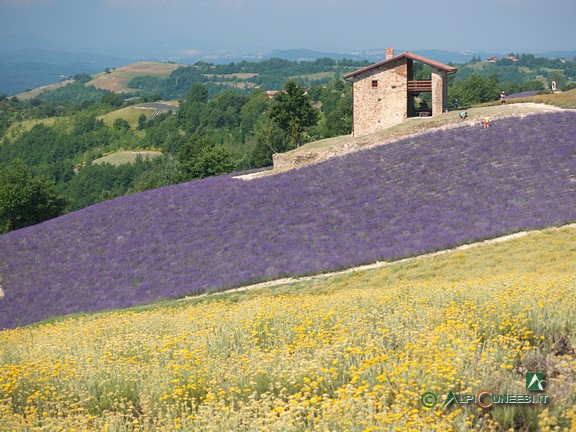 2 - Circondati dai campi di lavanda ed elicriso (2021)