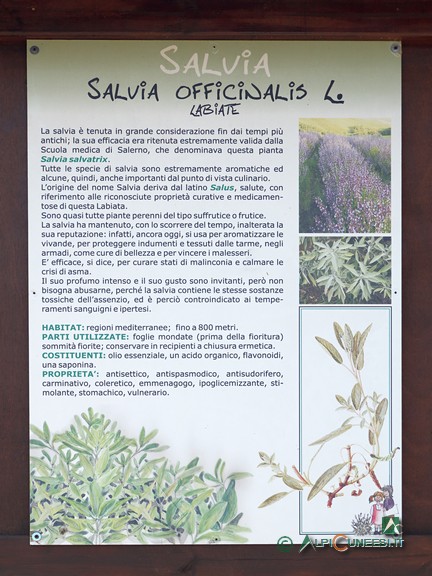 3 - Un pannello informativo lungo il percorso, dedicato alla Salvia officinalis (2021)