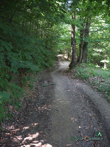 5 - Un tratto di pista sterrata nel bosco dopo Perontoni (2021)