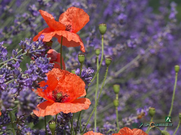 6 - Papaveri e lavanda (2021)