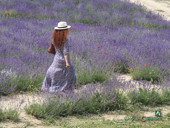 7 - A passeggio tra la lavanda in fiore... (2021)