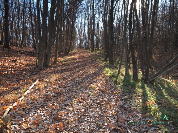 4 - Un tratto di mulattiera nel bosco (2021)