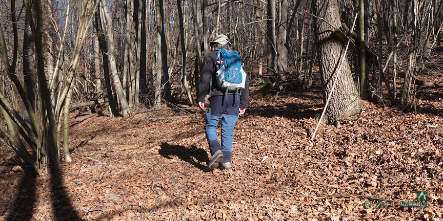 8 - Un tratto nel bosco sulla via del ritorno (2021)