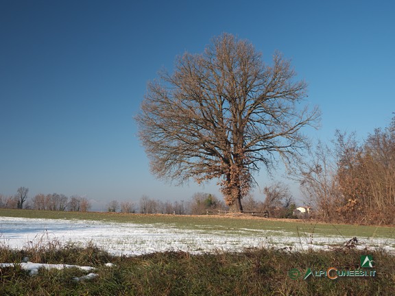 4 - La quercia monumentale lungo la via per la Cappella di San Nicola (2021)