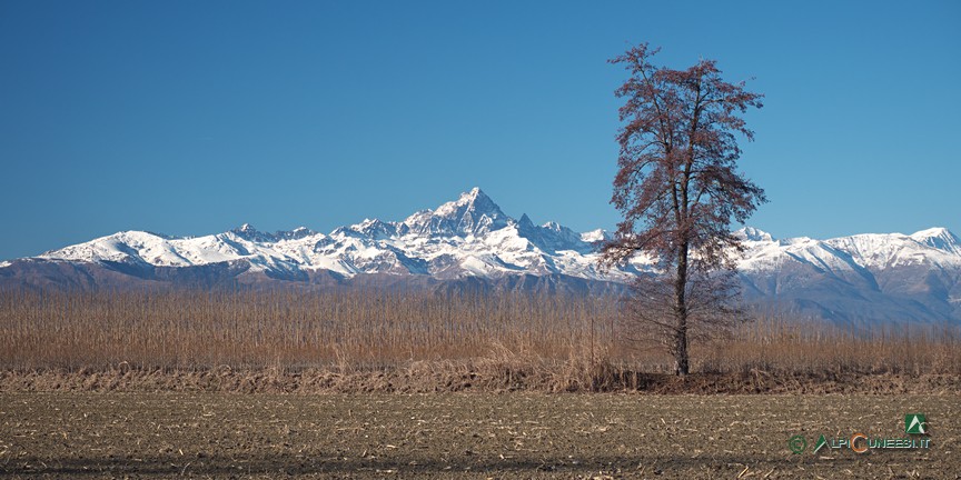 4 - Il Monviso fa da sfondo a una quercia (2022)