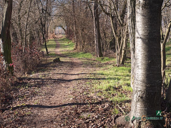 5 - Il sentiero tra i resti del bosco di ripa (2022)