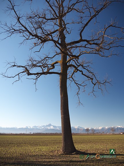 12 - Una quercia solitaria (2022)