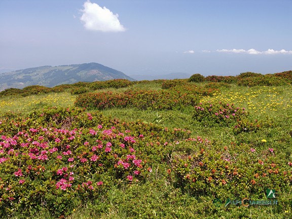 3 - Rododendri in fiore alle pendici di Cima Robert; sullo sfondo, il Monte Alpet (2011)