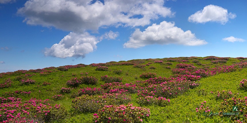 9 - Rododendri in fiore sull'ampia ed arrotondata dorsale pascoliva di Pian Robert (2018)