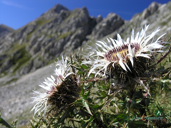 10 - Carlina (<i>Carlina acaulis</i>) (2006)