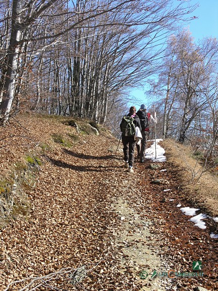 5 - La pista forestale che risale la Serra del Pilone verso il Monte Alpet (2010)
