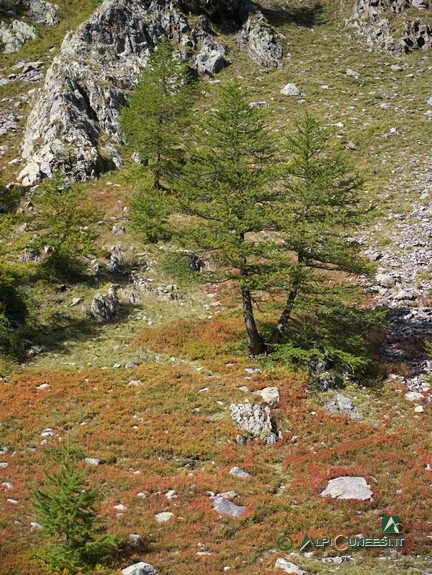 11 - Larici nel Vallon de Valmasque (2013)