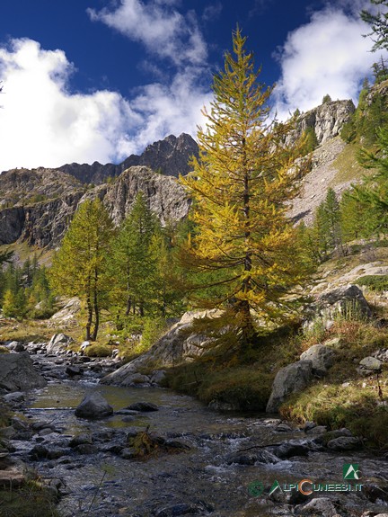 13 - Larice con la colorazione autunnale a fianco del Riou de Valmasque (2013)