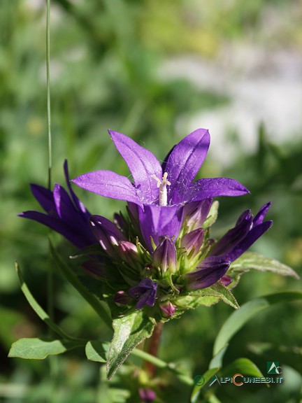 1 - <i>Campanula glomerata</i> (2007)