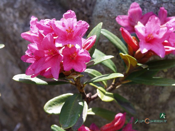 4 - Rododendro (<i>Rhododendron ferrugineum</i>) in fiore (2005)