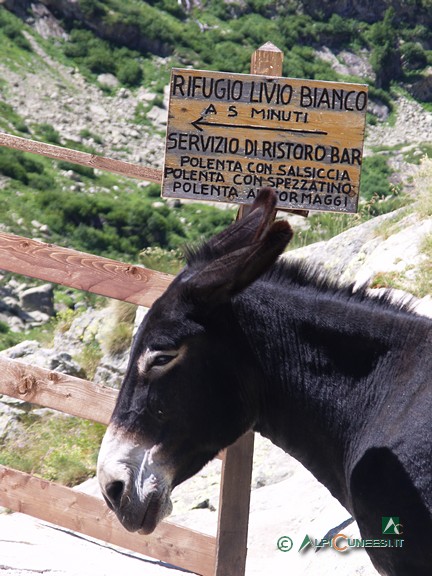 6 - Il 'gabelliere' che controlla l'accesso al ponte per il Rifugio Livio Bianco (2005)