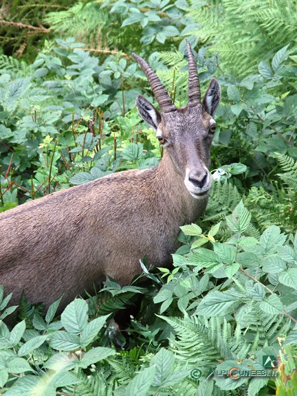 3 - In particolare le femmine di stambecco sono solite frequentare la zona subito a monte del Lago della Rovina (2005)