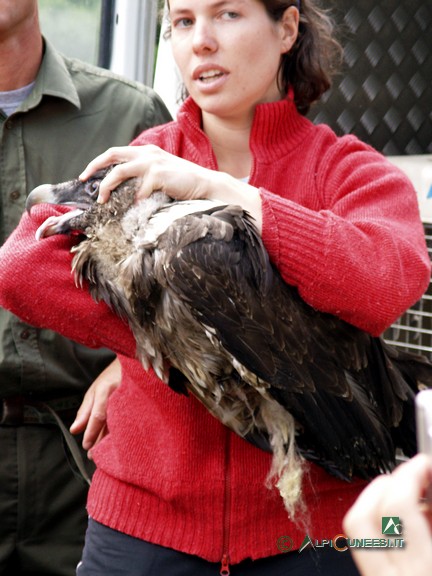 1 - Il gipeto (<i>Gypaetus barbatus</i>) 'CuneoBirding' (2006)