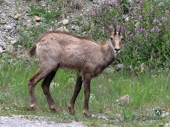 9 - Camoscio nei pressi dell'area attrezzata (2007)