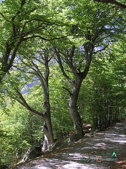 3 - Il bel bosco di faggio alle spalle delle ex Palazzine Reali di Caccia (2007)