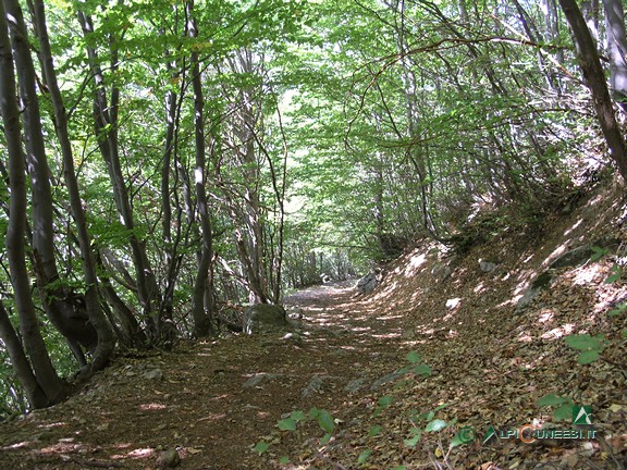 1 - Il boschetto di faggio attraversato dal sentiero (2007)